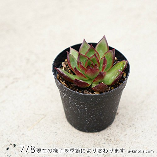 Amazon.co.jp: ルブラ 7.5cmポット 多肉植物 エケベリア Echeveria
